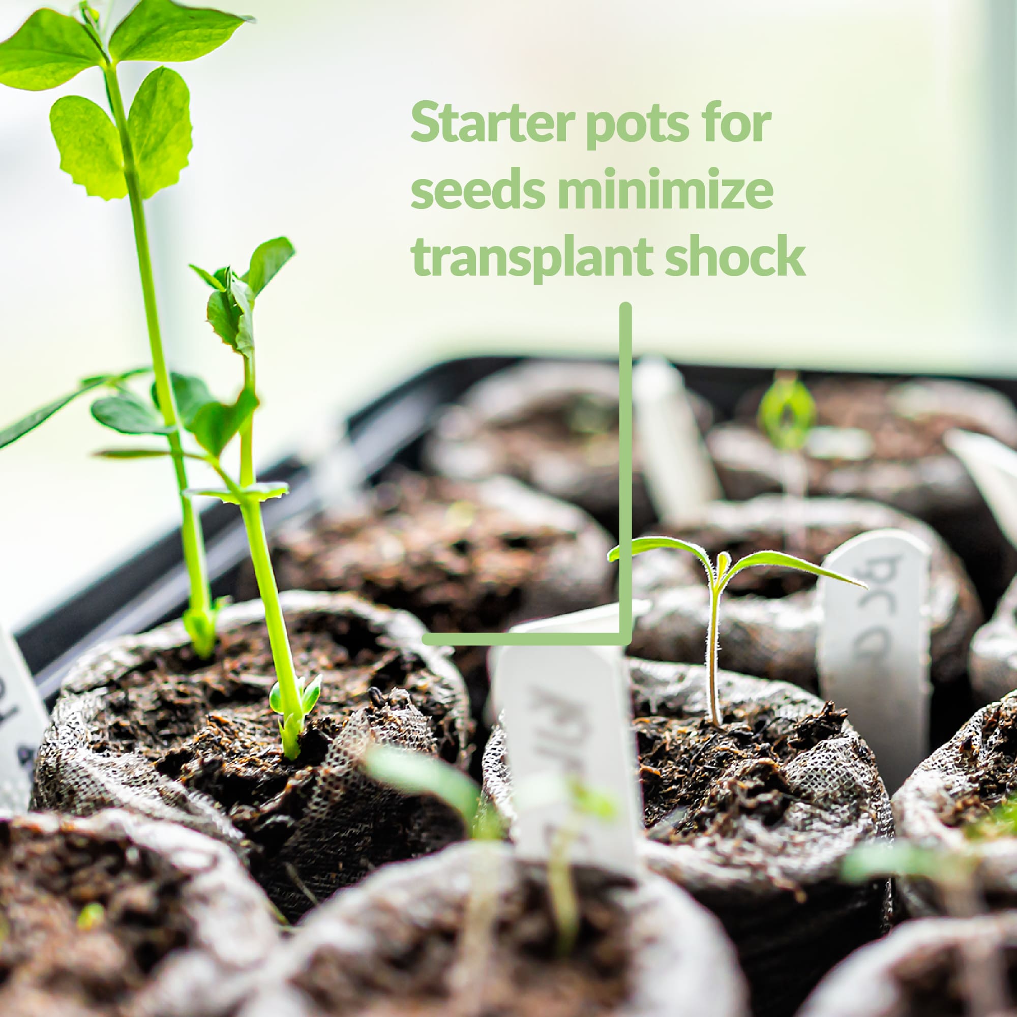 Jiffy starter pots for seeds minimize transplant shock